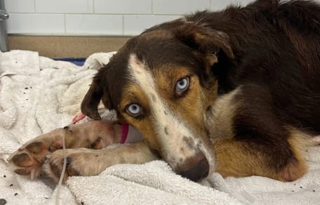 Un cane coperto di zecche