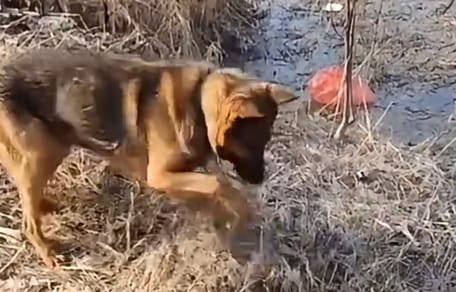 Un chien dans la forêt pendant les incendies en Algérie