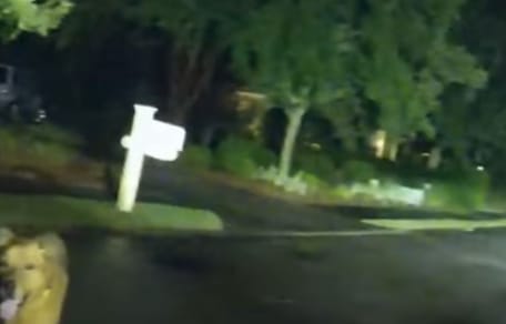 A dog at night