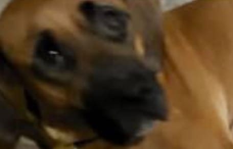 Un perro en la calle