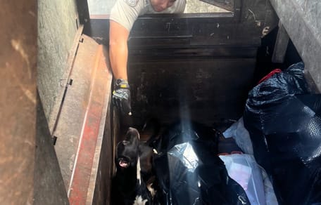 Un cane nel fondo di un cassonetto dei rifiuti