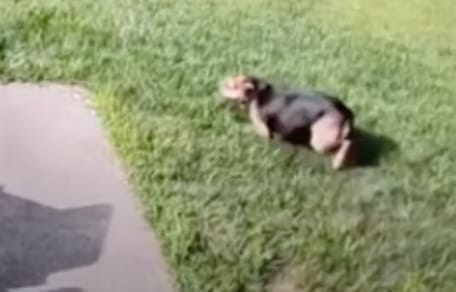 Un chien dans le jardin