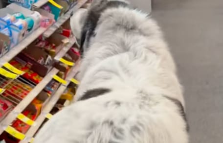 Un perro en una tienda