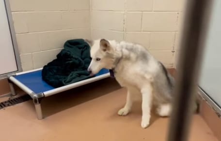 Un chien dans un refuge