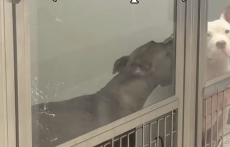 A dog in a shelter