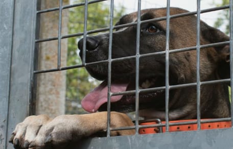 Un chien dans un refuge