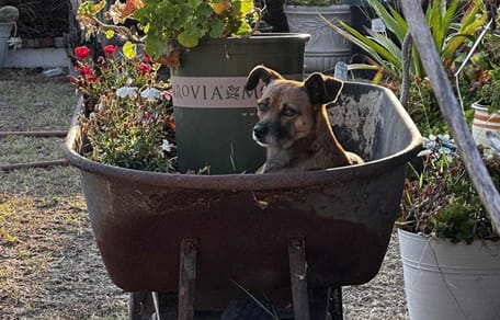 Un chien dans une brouette