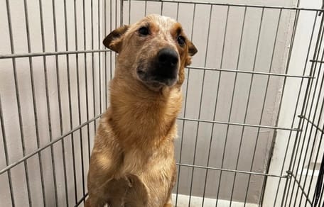 Un cane in una gabbia dal veterinario