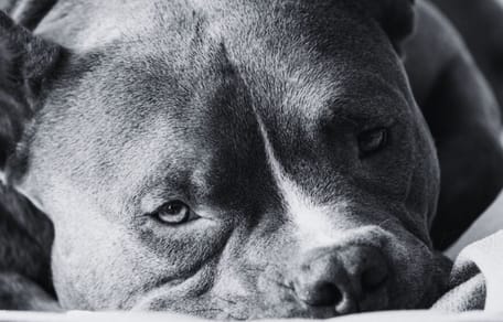 Un chien de race Bully