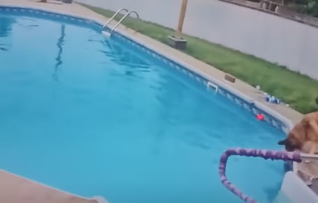 A dog in front of a swimming pool