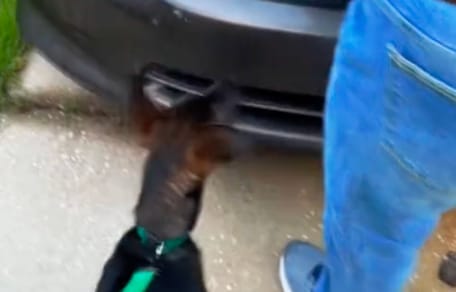 Un perro frente a un coche
