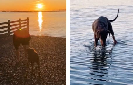 Un cane Dobermann in un parco
