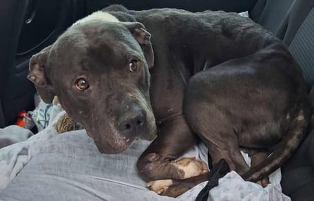 Un chien donné sur leboncoin