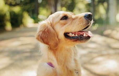 Un chien en été