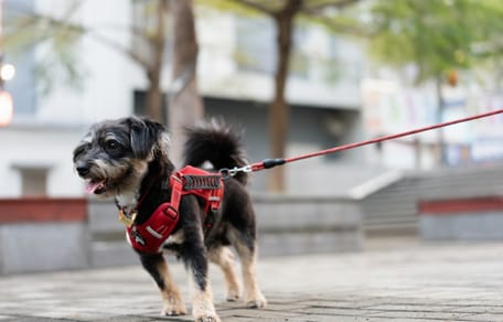 A dog enjoying a summer walk