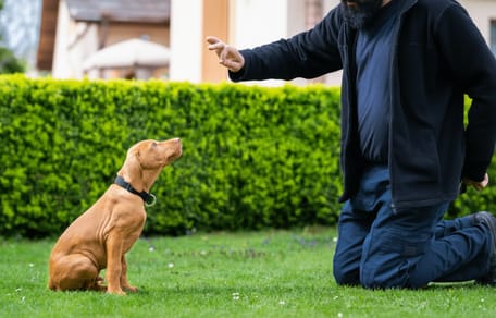 Un chien en pleine session d'éducation