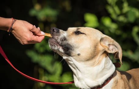 Ein Hund auf einem Spaziergang