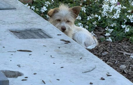 Ein streunender Hund