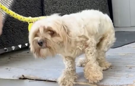 Błąkający się pies