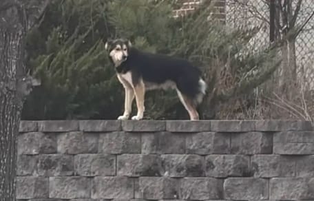 Ein herrenloser Hund auf der Straße