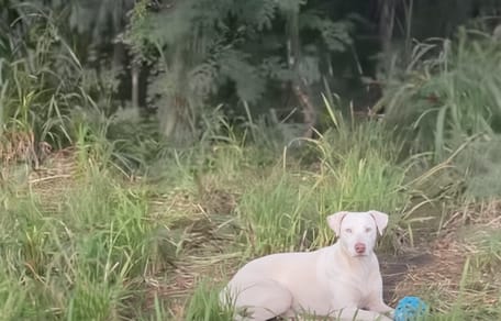 Een zwerfhond in het gras