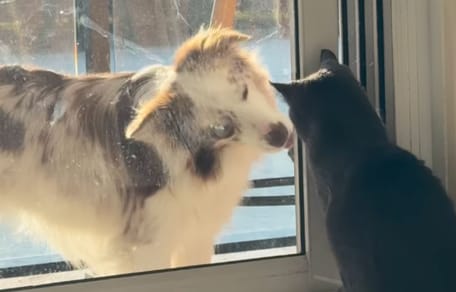 « C’est tellement, tellement adorable » : la relation d’un chien et d’un chaton font craquer les internautes