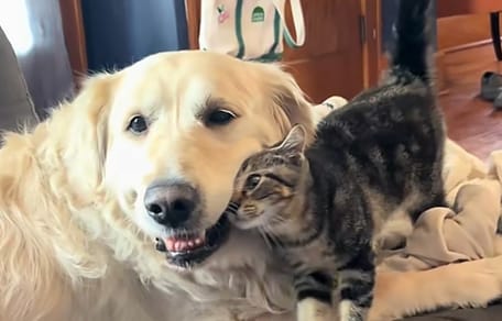 Un chien et un chat complices