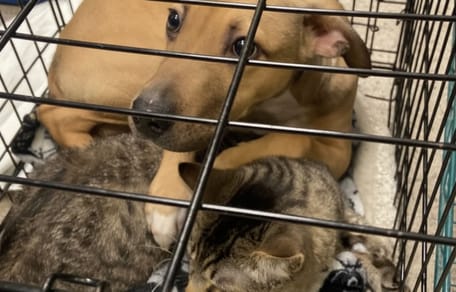 Un chien et un chat dans une cage de refuge