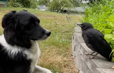 Un chien et un corbeau
