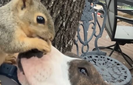 Un perro y una ardilla se hacen amigos