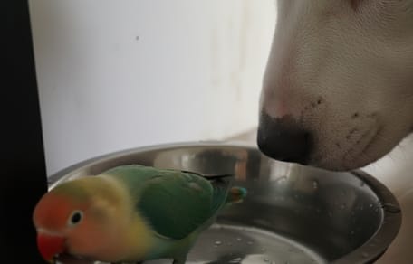 Un chien et un oiseau sont amis