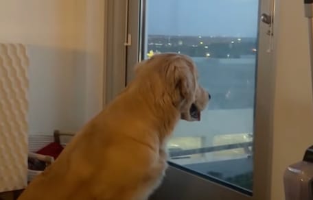 Un chien Golden regarde par la fenêtre