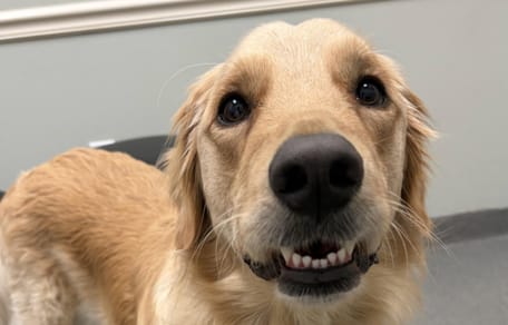 Een Golden Retriever hond