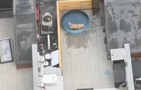 Un chien Golden Retriever dans une piscine