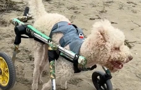 Il emmène ses chiens handicapés à la plage : les vacanciers sont très émus (Vidéo)