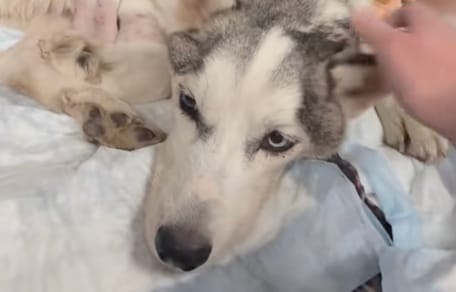 Weterynarze nalegali na eutanazję porzuconego husky. To, co wydarzyło się później, zaskoczyło wszystkich