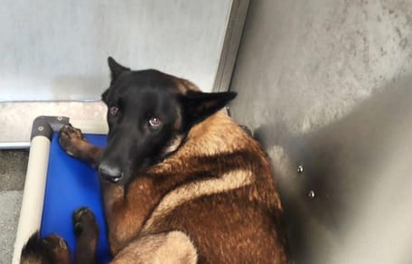 Un chien 'inadoptable' dans un refuge