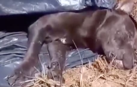 Un chien inerte