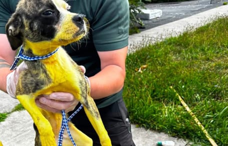 Un chien jaune