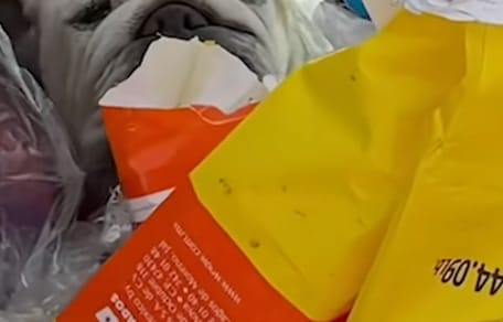 Un chien jeté dans une poubelle