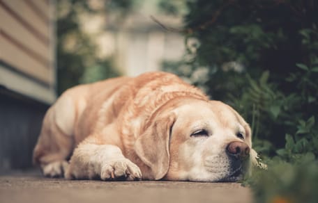 Ein Labrador liegt auf dem Boden