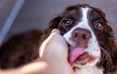 Un chien lèche la maison de son propriétaire