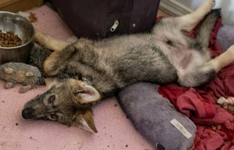 un chien loup allongé