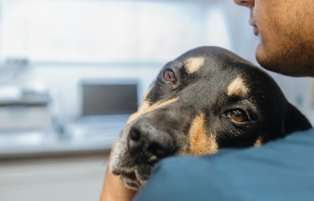 Un chien malade dans un centre vétérinaire