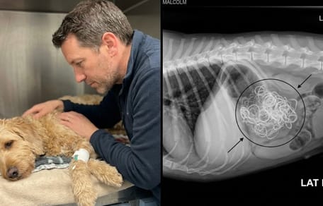 Un cane malato e la sua radiografia dello stomaco