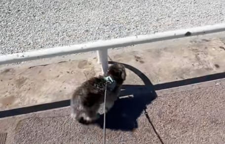 Un chien maltipoo à la plage