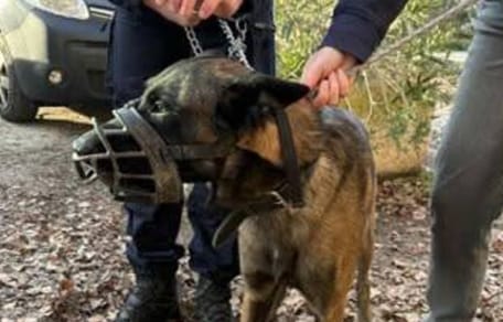 Un chien muselé abandonné devant une école fermée