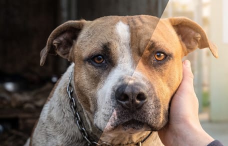 Einer im Freien angekettet, der andere im Dunkeln eingesperrt: Stiftung rettet AmStaff und Husky