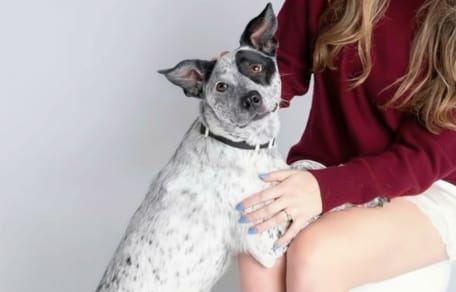 Woman adopts rescue puppy: years later, an unexpected text reveals his past