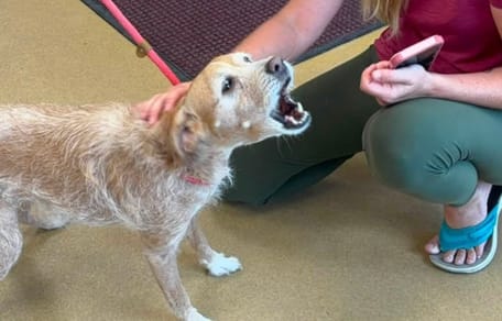 Cane scomparso da 5 anni: un messaggio da un rifugio a 1.000 km cambia tutto